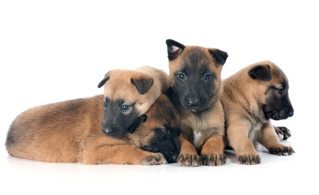 cachorros malinois