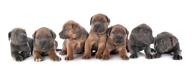 Cachorros de mastín italiano delante de blanco