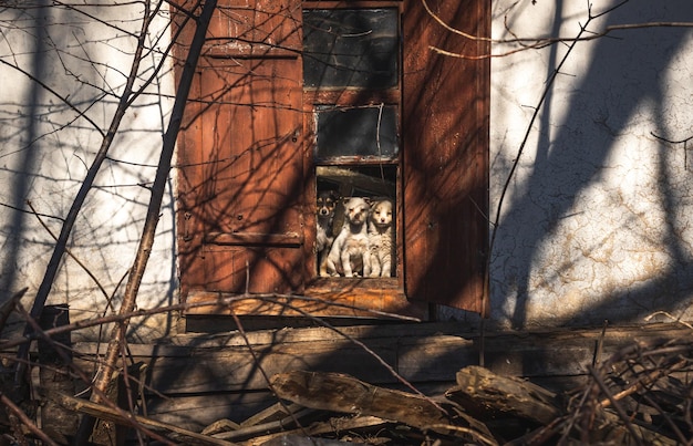 Los cachorros miran por la ventana en una vieja casa abandonada Foto de fondo de perros lindos de animales callejeros