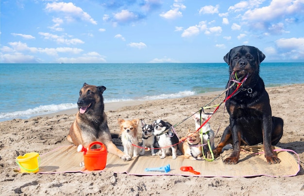 cachorros na praia