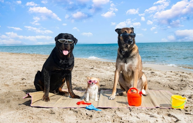 cachorros na praia