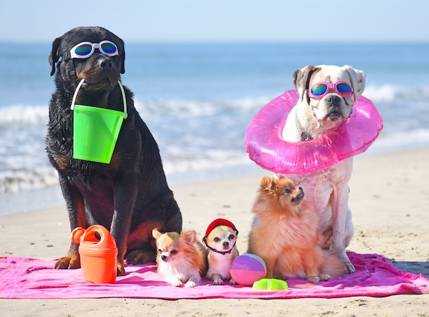 cachorros na praia