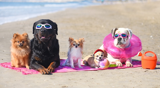 Foto cachorros na praia