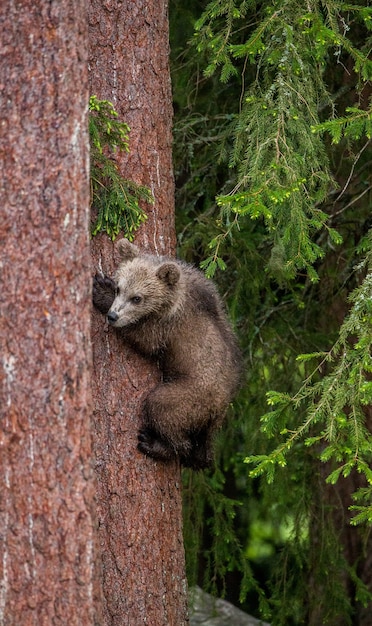 Cachorros de oso en un árbol en el bosque