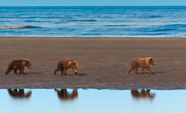 Cachorros de oso pardo Parque Nacional Lake Clark, Alaska, EE.UU.