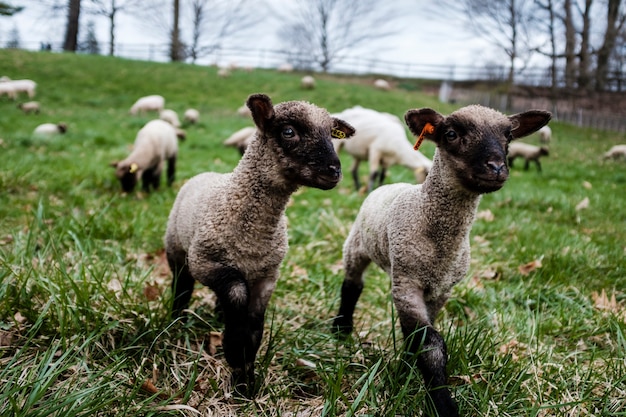 Cachorros de oveja en un campo