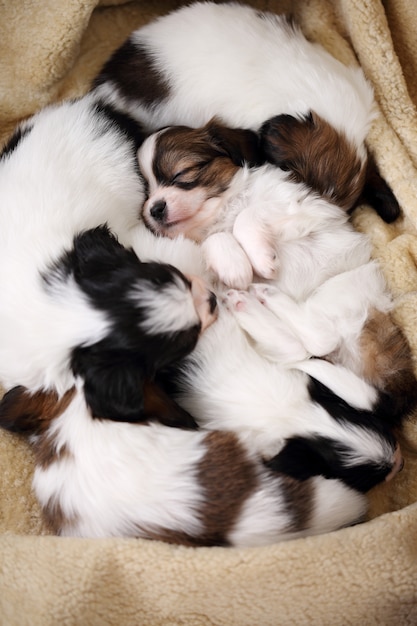 Cachorros Papillon suenan dormidos