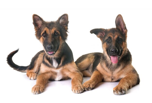 Foto cachorros pastor alemán