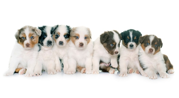 Cachorros pastor australiano