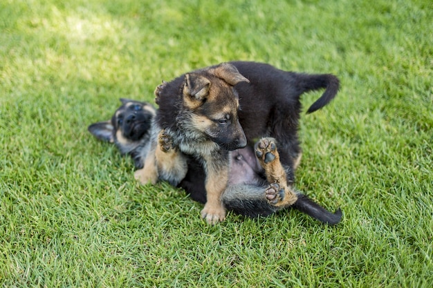 Cachorros de pastor jugando en el césped