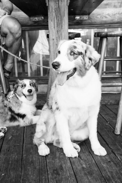 Cachorros con pelo blanco marrón y negro debajo de la mesa Perros descansando sobre un piso de madera en Key West USA Mascotas y animales domésticos Amigos y amistad Empatía y concepto de asistencia