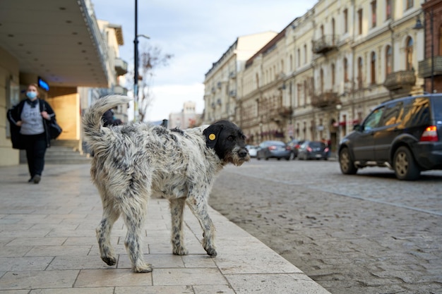 Cachorros perdidos lascados em uma rua da cidade.