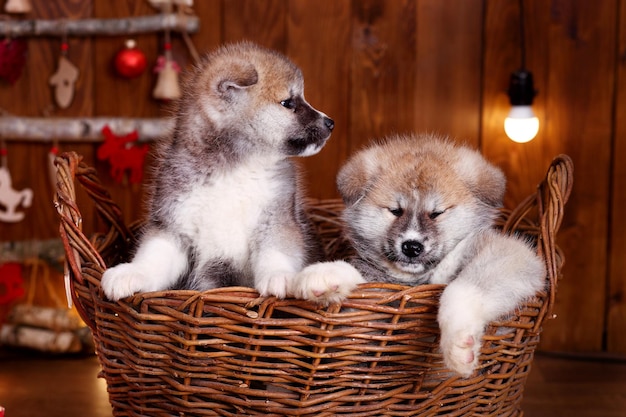 Los cachorros de perro japonés Akitainu akita inu se sientan en el fondo de Año Nuevo