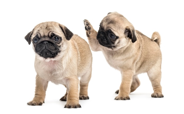 Cachorros Pug jugando juntos, aislados en blanco