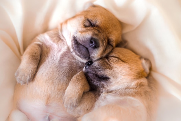 Cachorros recién nacidos en dulces sueños durmiendo juntos