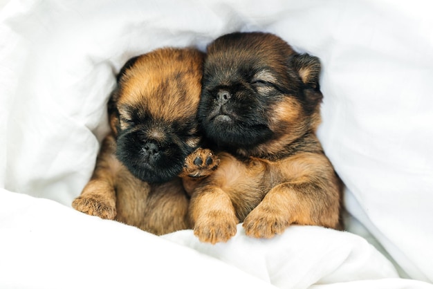 Cachorros recién nacidos griffon de bruselas durmiendo bajo una manta blanca Foto de alta calidad