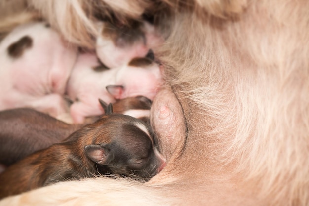 Cachorros recién nacidos perro crestado chino chupando leche materna