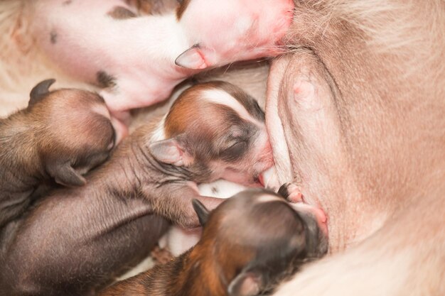 Cachorros recién nacidos perro crestado chino chupando leche materna