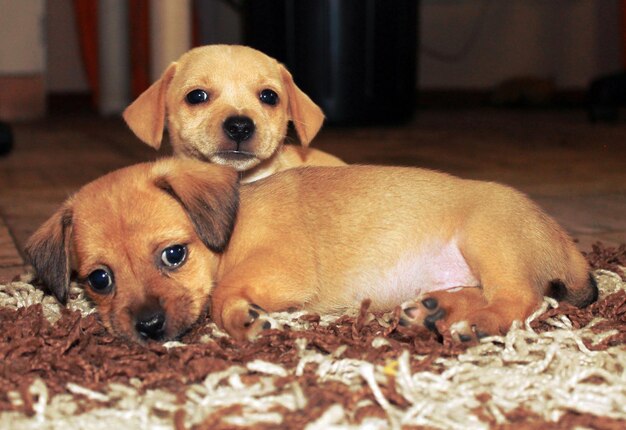 Los cachorros se relajan en la alfombra en casa