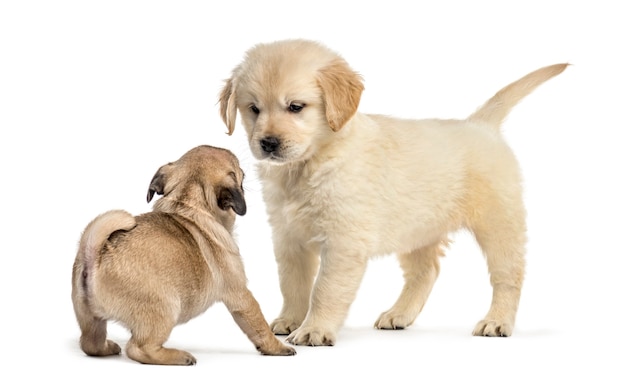 Cachorros retriever y pug jugando juntos, aislados en blanco