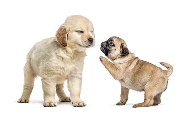 Cachorros retriever y pug jugando juntos, aislados en blanco