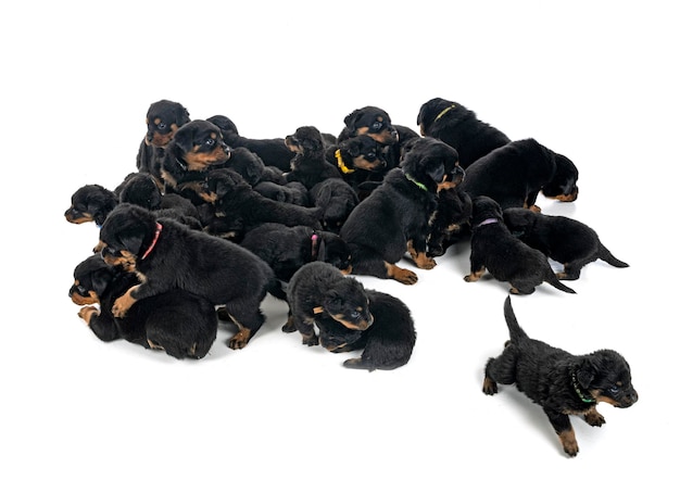 Cachorros rottweiler delante de un fondo blanco