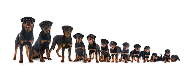 Cachorros rottweiler en estudio