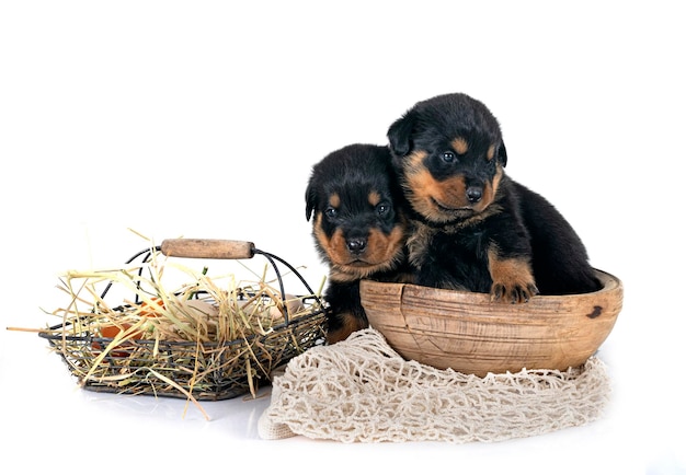 cachorros de rottweiler frente a un fondo blanco