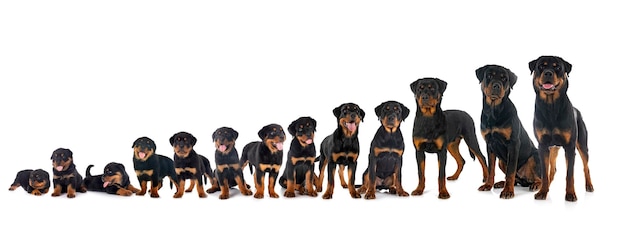 Cachorros rottweiler de tres semanas a siete meses frente al Fondo blanco