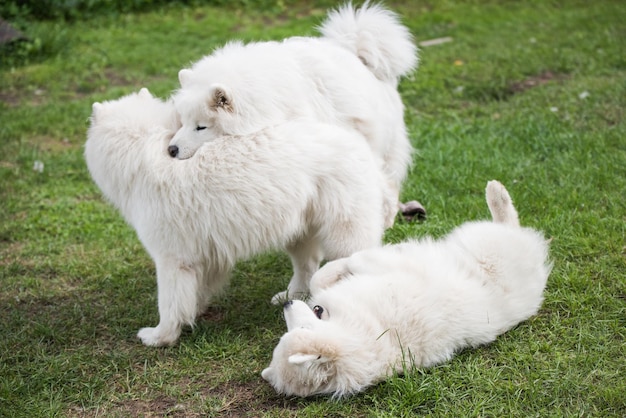 Cachorros samoieda estão sentados e brincando no prado verde