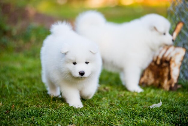 Cachorros samoiedos brancos fofos e engraçados estão jogando