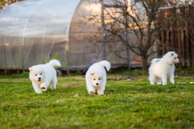 Cachorros samoiedos brancos fofos e engraçados estão jogando