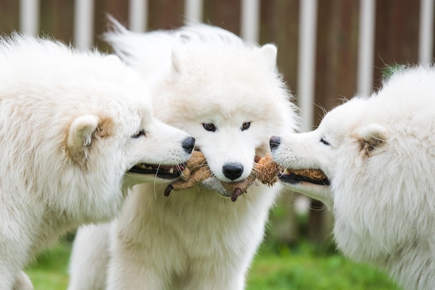 Cachorros de samoyedo blanco esponjoso están jugando con juguetes