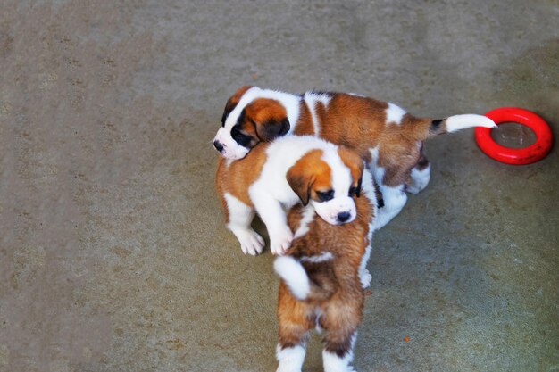 Cachorros San Bernardo jugando en el criadero de perros, Martigny, Suiza