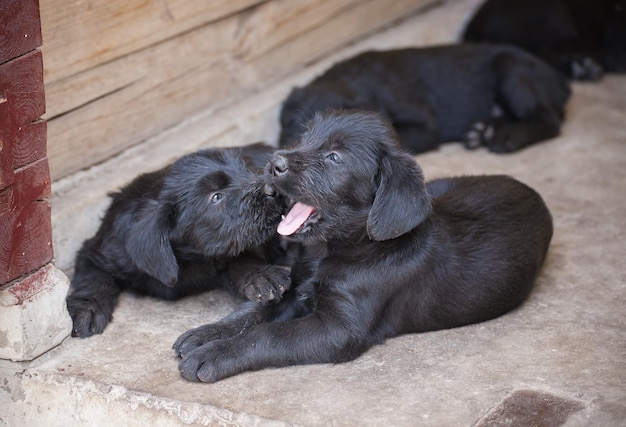 Cachorros schnauzer estándar