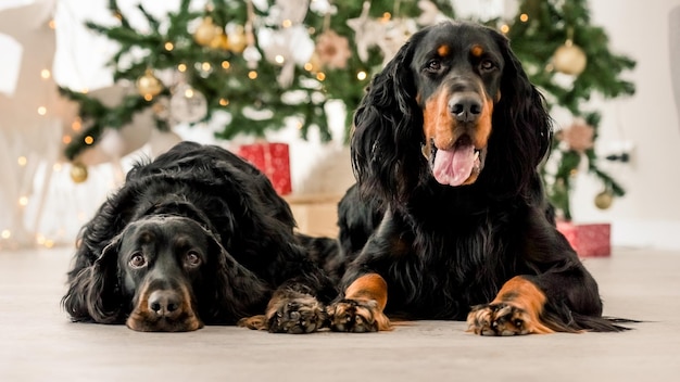 Cachorros Setter Gordon na época do Natal