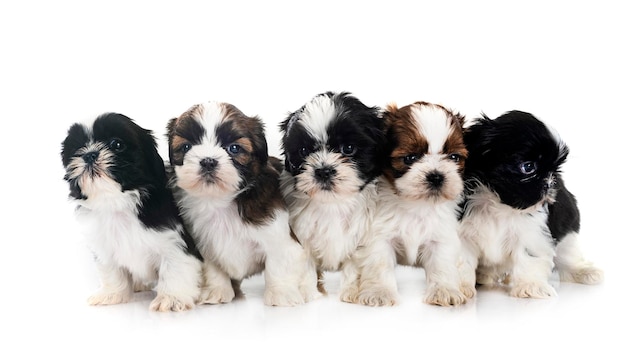 cachorros shih tzu en estudio