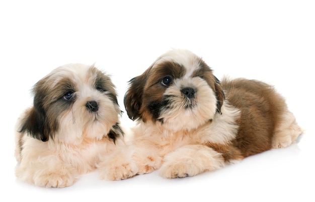 cachorros shih tzu