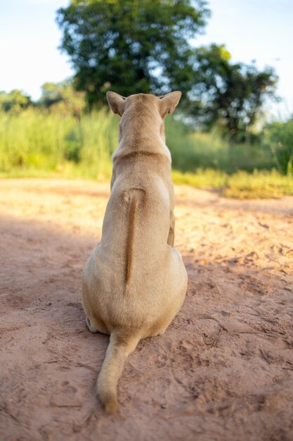 Cachorros tailandeses estão esperando que seus donos voltem para casa.