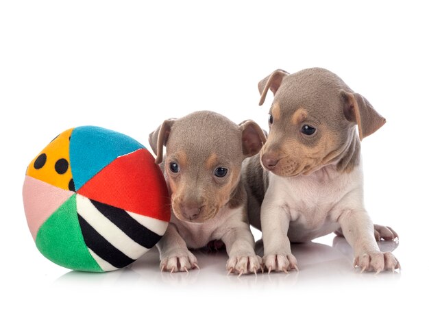 Cachorros terrier brasileño en estudio