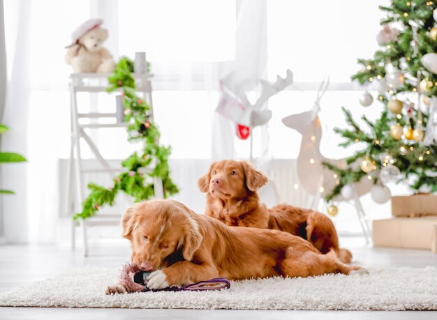 Cachorros Toller Retriever na época do Natal