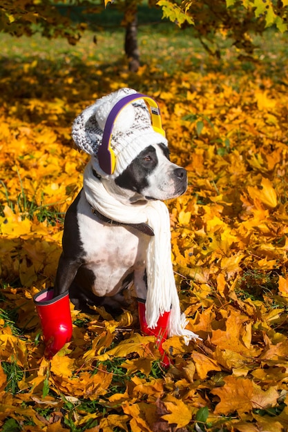 Cachorros vestidos com chapéus com um cachecol Ouvindo música com fones de ouvido em uma caminhada Outono dourado brilhante cães bonitos engraçados em roupas