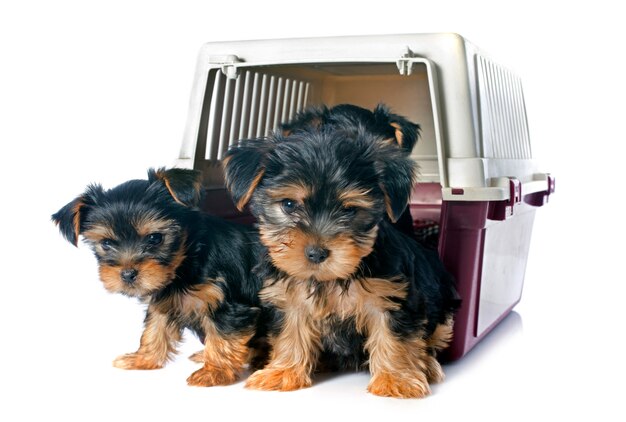 cachorros yorkshire terrier