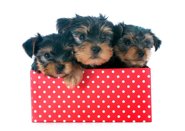 cachorros yorkshire terrier