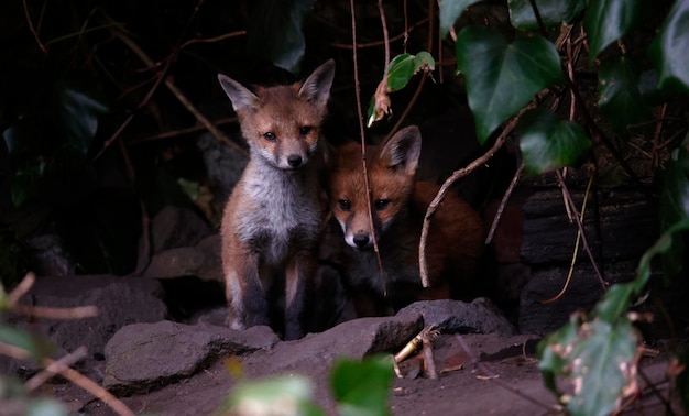 Cachorros de zorro saliendo de su guarida hacia el jardín