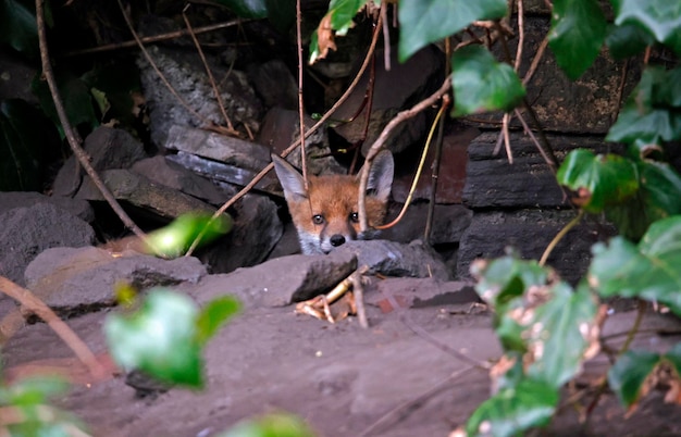 Cachorros de zorro saliendo de su guarida en el jardín