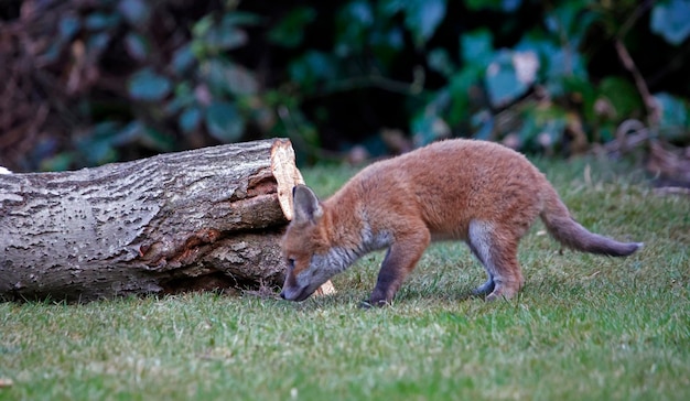 Cachorros de zorro urbano explorando el jardín