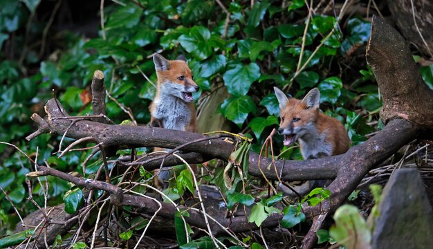 Cachorros de zorro urbano explorando el jardín