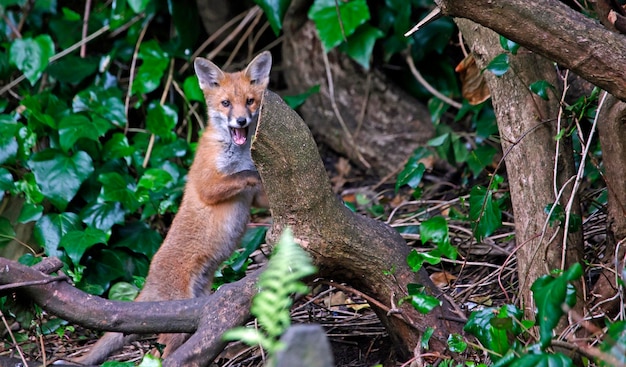 Cachorros de zorro urbano explorando el jardín