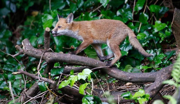 Cachorros de zorro urbano explorando el jardín